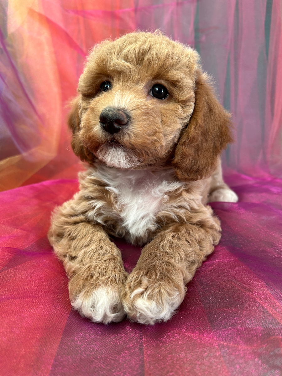 Female Bichon Poodle Puppy for Sale DOB 11-04-2023 $1200